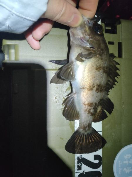 久々メバリング