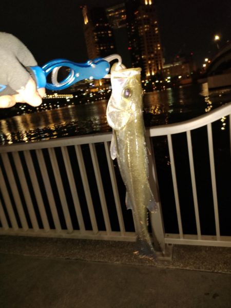 やっと釣れました！