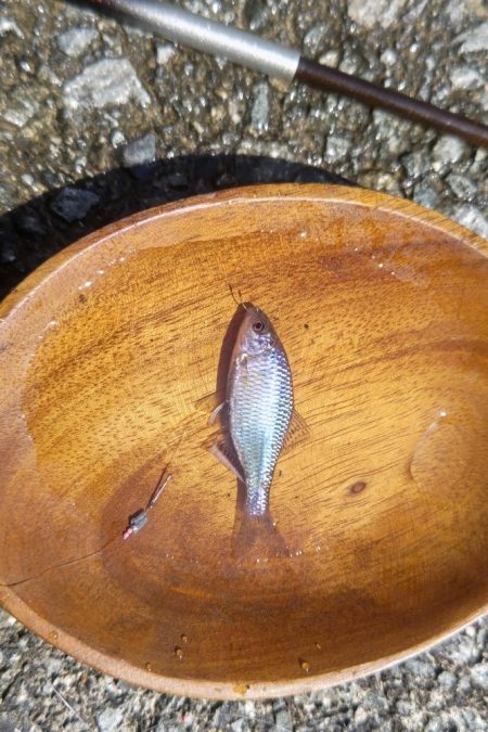 岡山でタナゴ釣り