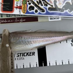 チョイ投げデビュー3日目