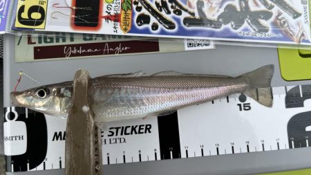 チョイ投げデビュー3日目