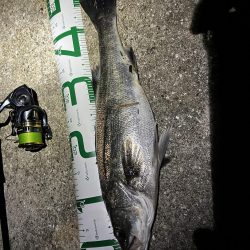 マッチザベイトでシーバス