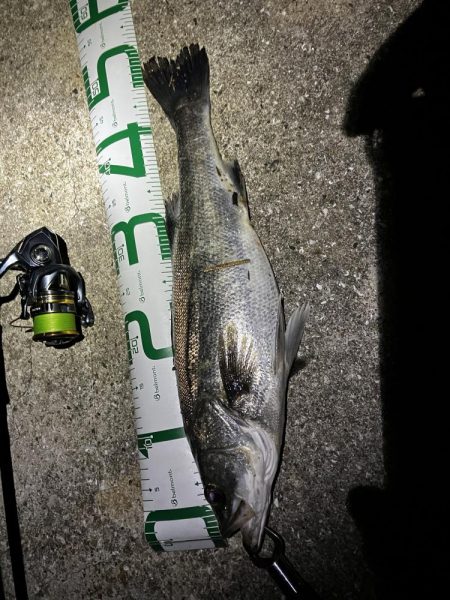 マッチザベイトでシーバス