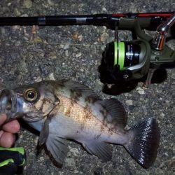 2024/04/01 南港ライトゲーム釣行