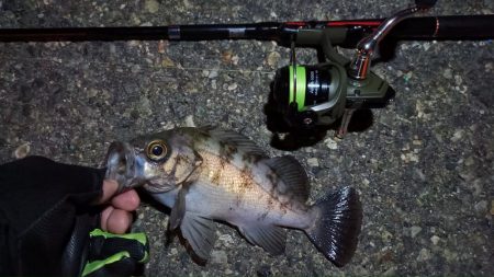 2024/04/01 南港ライトゲーム釣行…