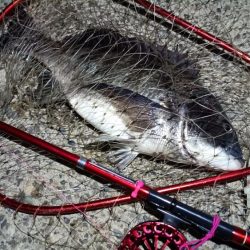 2024/04/04 舞洲ヘチ釣り釣行