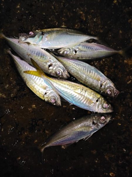 アジング＠南港