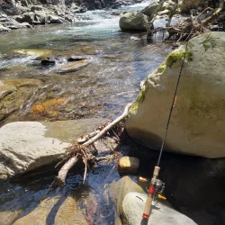 サクラ咲かないので菜の花満開花見
