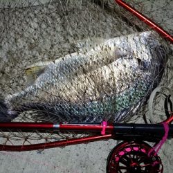 2024/04/09 舞洲方面ヘチ釣り釣行