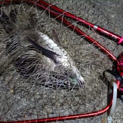 2024/04/10 舞洲方面ヘチ釣り釣行