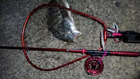 2024/04/11 舞洲方面ヘチ釣り釣行