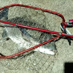 2024/04/12 舞洲方面ヘチ釣り釣行（歳無し釣果有り）