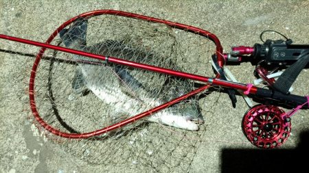 2024/04/12 舞洲方面ヘチ釣り釣行（歳無し釣果有り）