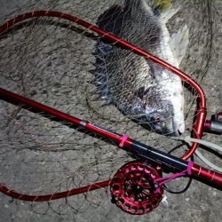 2024/04/13 南港ヘチ釣り釣行