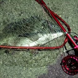 2024/04/14 南港ヘチ釣り釣行