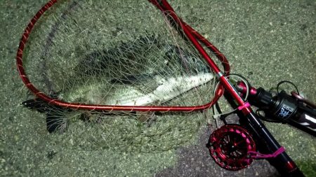 2024/04/14 南港ヘチ釣り釣行