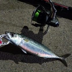 2024/04/15 南港ライトゲーム釣行