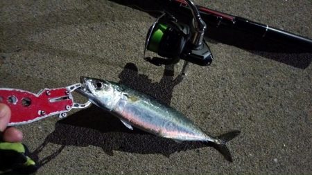 2024/04/15 南港ライトゲーム釣行