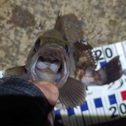 2024/04/19 南港ライトゲーム釣行(メバル狙い)