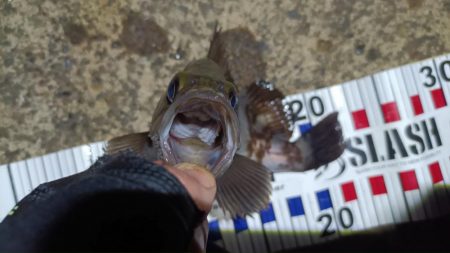 2024/04/19 南港ライトゲーム釣行(メバル狙い)