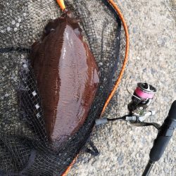 コウイカエギングとメバリング