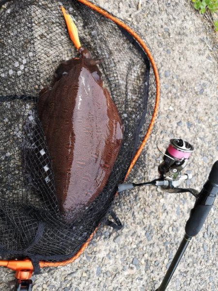 コウイカエギングとメバリング