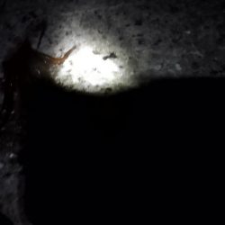 🐙３秒で一杯🐙