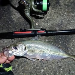 2024/04/27 南港ライトゲーム釣行