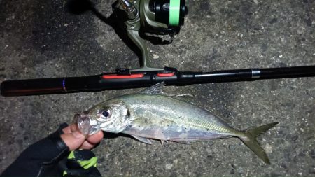 2024/04/27 南港ライトゲーム釣行