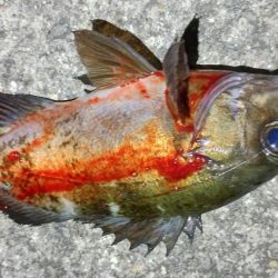 メバルプラッギング