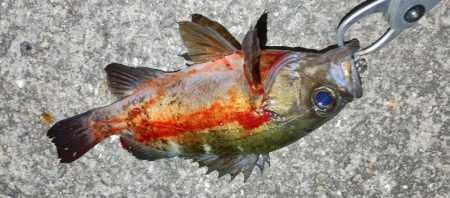 メバルプラッギング