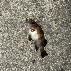 メバル時々アジ