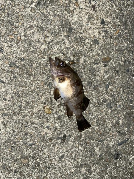 メバル時々アジ