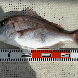４月７日（日）（大潮）の釣果（マダイ５１cmなど船中２匹）