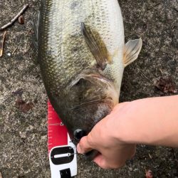 やっときたああああ