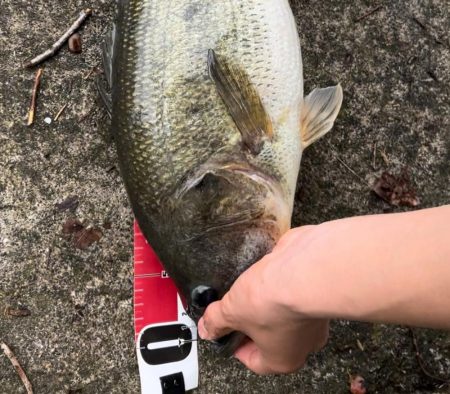 やっときたああああ