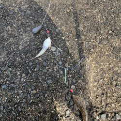 花見カレイ不発！癒しのテンコチ