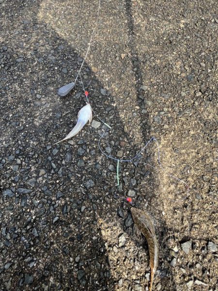 花見カレイ不発！癒しのテンコチ