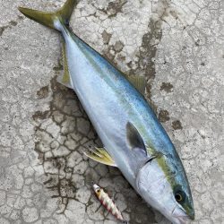 久しぶりの釣果