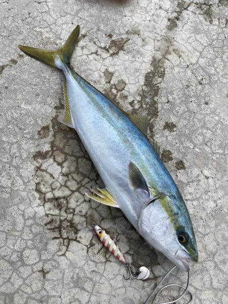 久しぶりの釣果