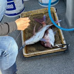 ディープタイラバとジギング