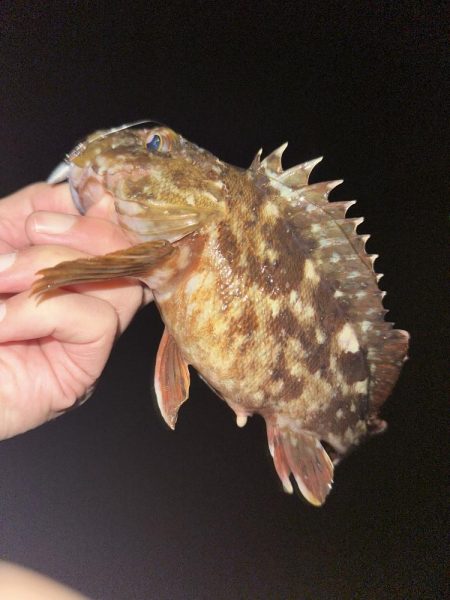 春のデカアジ探し