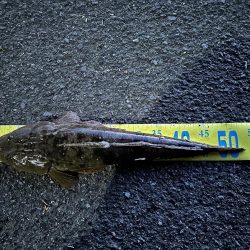 最近フラットフィッシュとの相性がいい