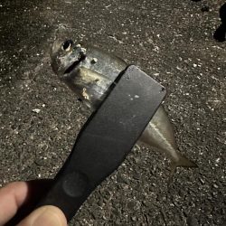 メバル不在からのアジ