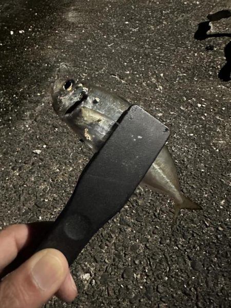 メバル不在からのアジ