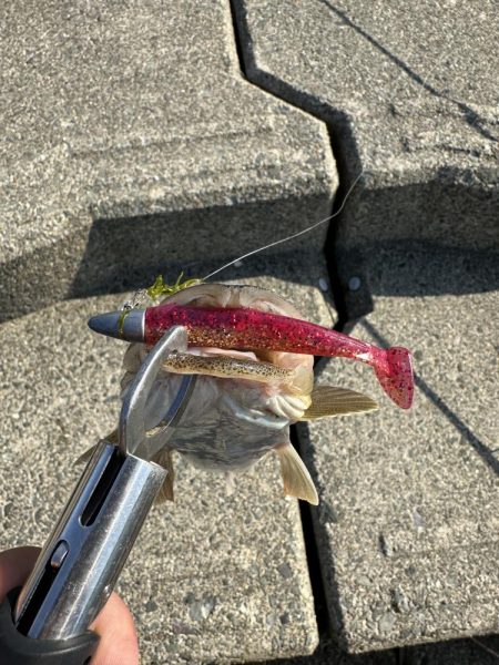 チヌとマゴチを狙ってみました！