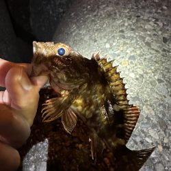 ロックショア不発も港内で良型マゴチ！