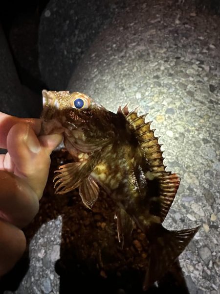 ロックショア不発も港内で良型マゴチ！