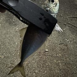 良型アジを探して