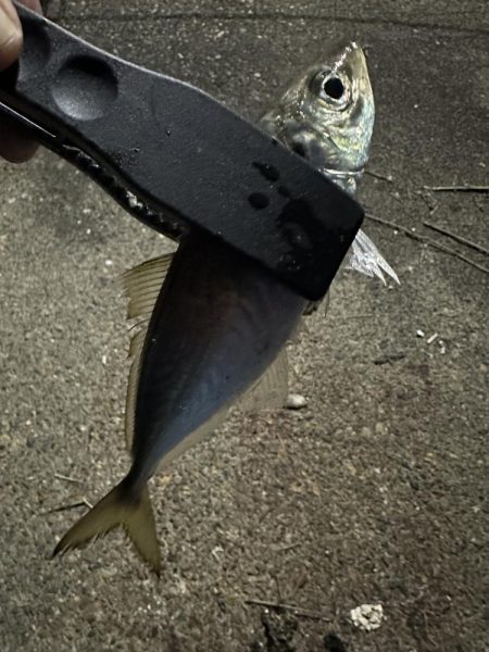 良型アジを探して